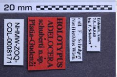 Etiketten zu Adelocera schuberti (NHMW-ZOO-COL-0008171)